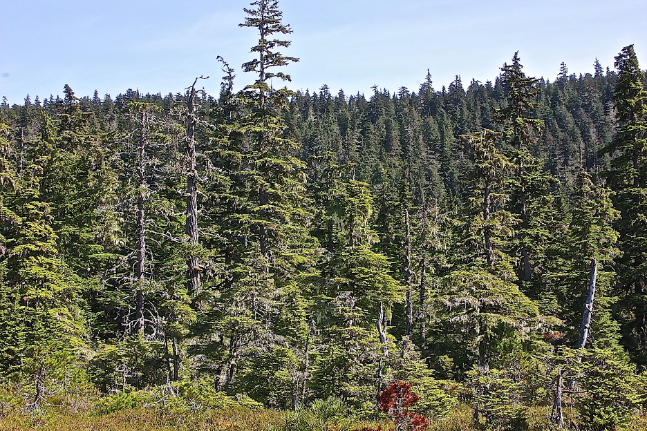 Huge Victory on mature and old growth forests on federal lands in the U.S.!