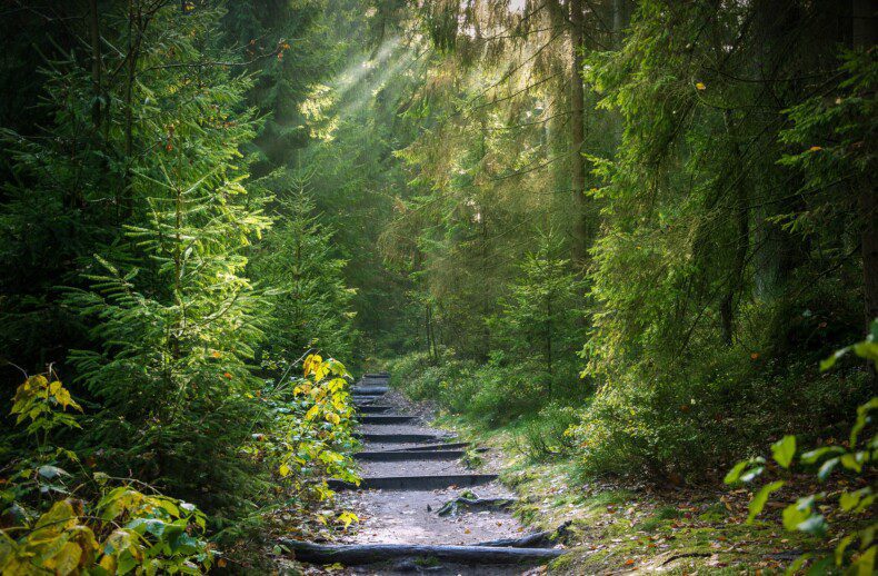 forest trail