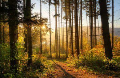 forest in autumn