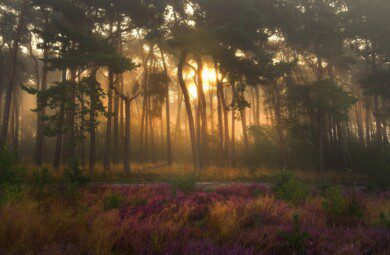 colorful forest