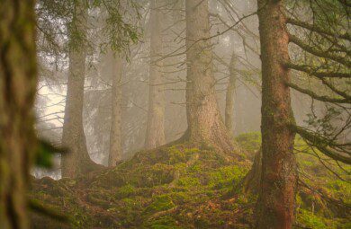 forest mist