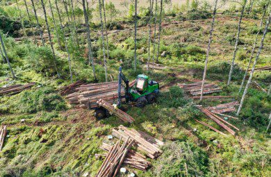 forest thinning