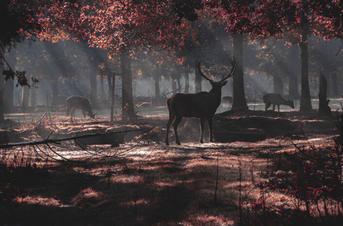 deer