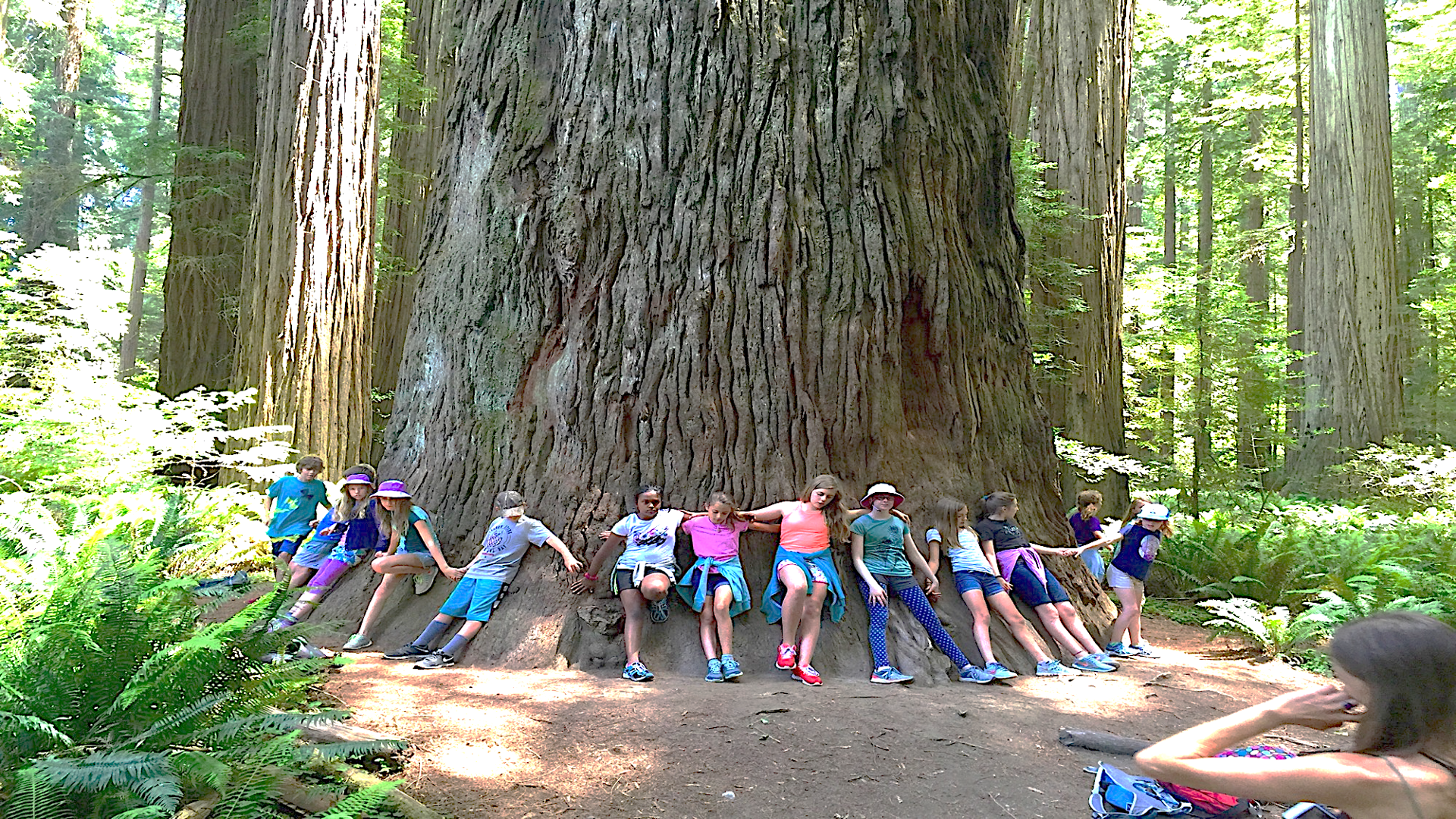 Kids protecting old growth