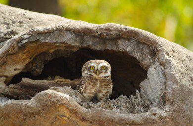 spotted owl