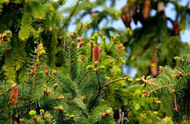 fir tree growth