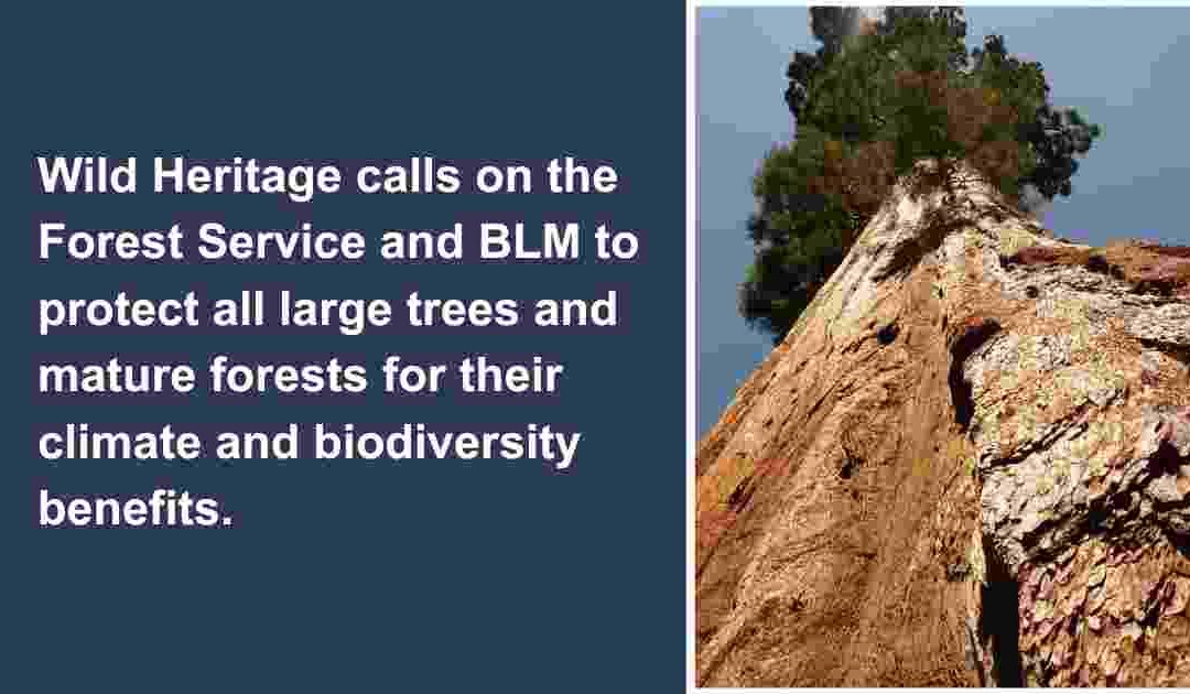 Wild Heritage calls on the Forest Service and BLM
