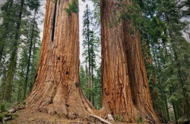 giant sequoias