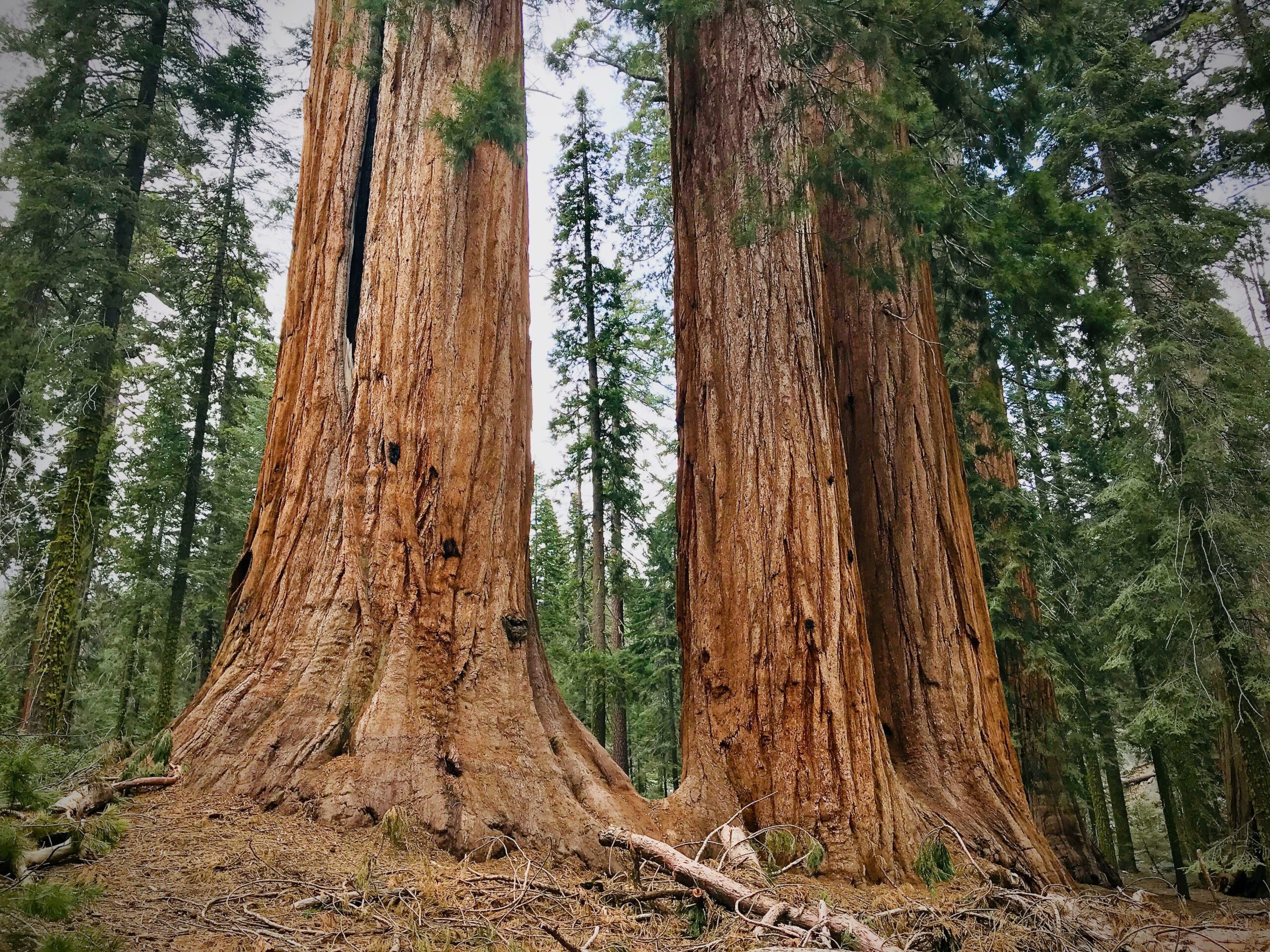 giant sequoias