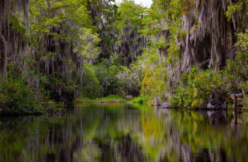 okefenokee