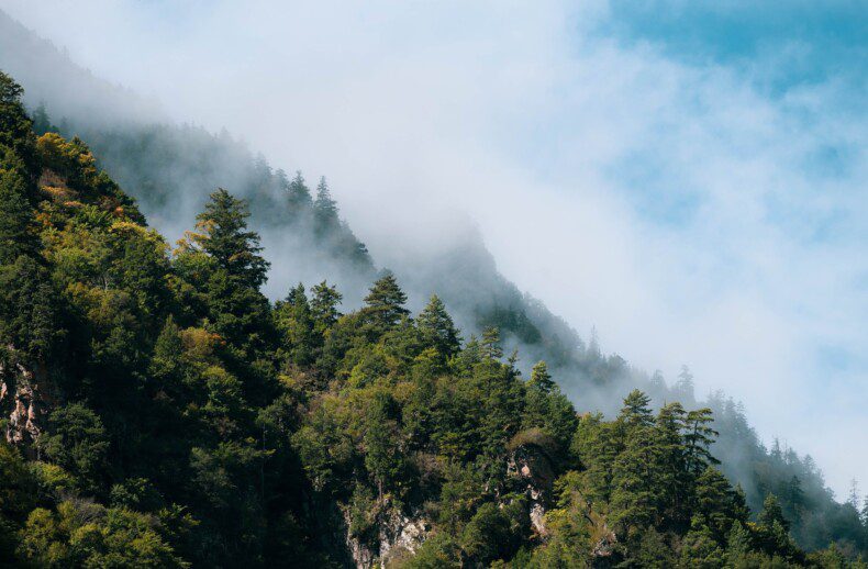 alpine forest