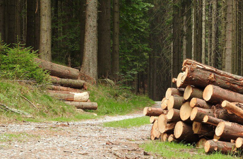 logging old growth