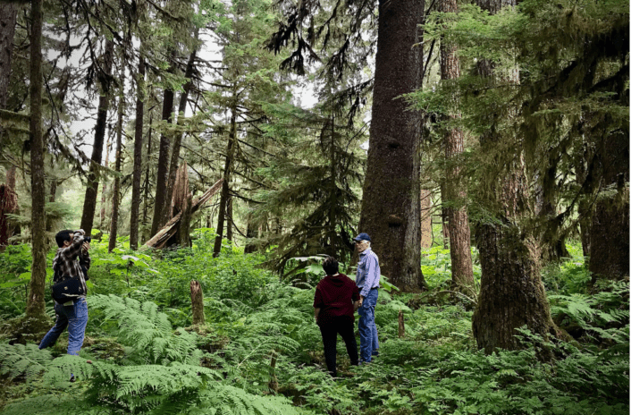 Tongass-rainforest