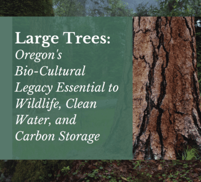 large trees - oregons biocultural legacy