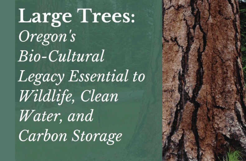 large trees - oregons biocultural legacy