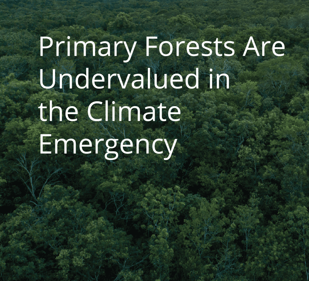 Primary-Forests-Are-Undervalued-in-the-Climate-Emergency