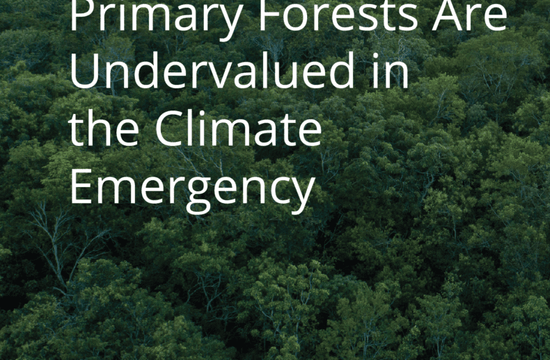 Primary-Forests-Are-Undervalued-in-the-Climate-Emergency