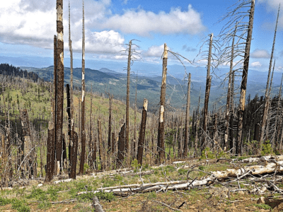 Snag-or-charcoal-forests-in-the-Klamath-Siskiyou-ecoregion-