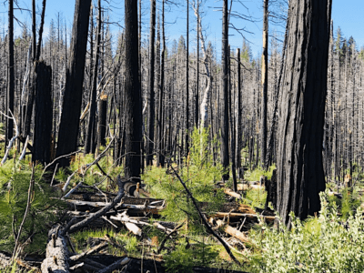 early seral forest in sierra nevada region