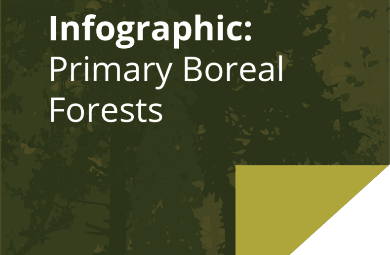 infographic primary boreal forests