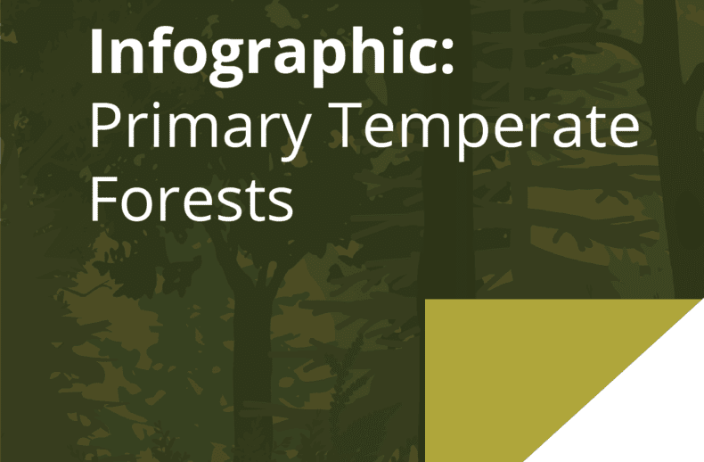 infographic: primary temperate forests