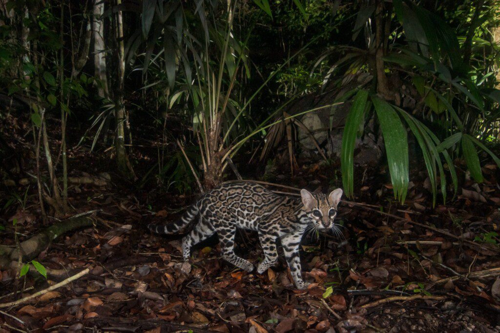 Ocelot – Calakmul Biosphere Reserve in Mexico. Photo: Jaime Rojo