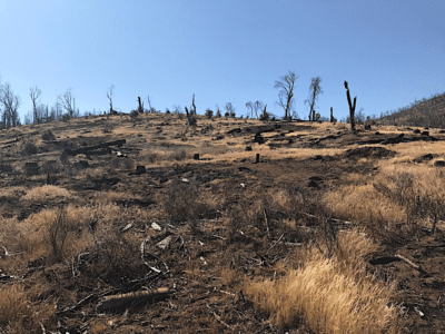 postfire-salvage-logging-on-Stanislaus-National-Forest