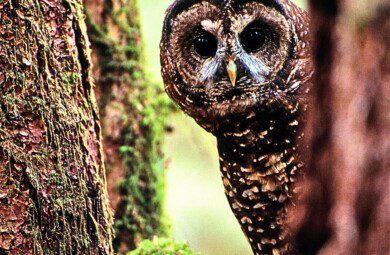 Northern Spotted owl