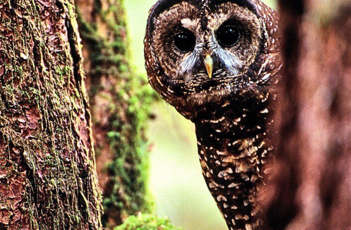 Northern Spotted owl