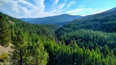 ‘Active Management’ Harms Forests — And It’s About to Get a Whole Lot Worse