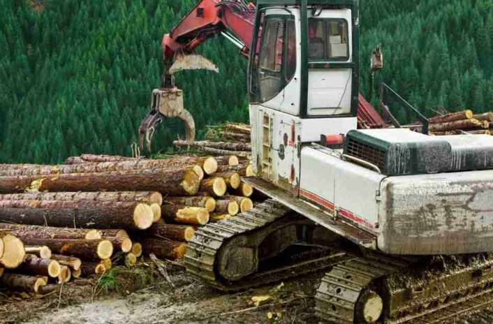 Loader sorting and stancking logs. Photo by BenDC-Getty Images